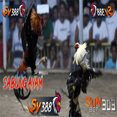 SV388 Link Judi Online Sabung Ayam Live 24 Jam Terpercaya